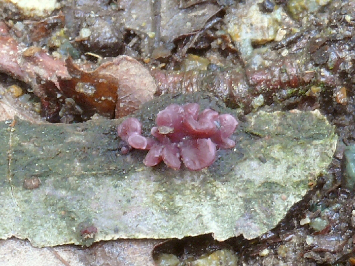 P1130109 AscocorybeSarcoides cc crp